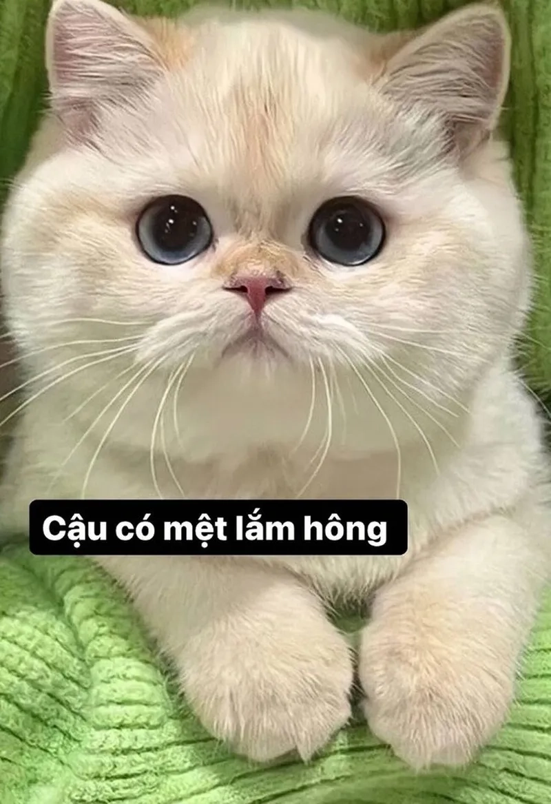 Sự “ngơ ngác” trong hình ảnh meme mèo vô tri khiến ai cũng phì cười