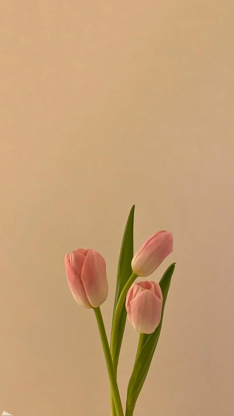 Bộ sưu tập tải ảnh hoa tulip đẹp nhất đầy màu sắc