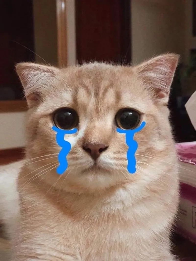 Dễ thương nhưng cũng đầy cảm xúc với meme mèo khóc cute