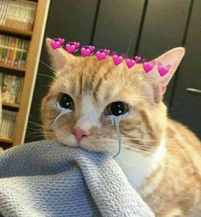 Sự đáng yêu bất lực trong vô tri meme mèo khóc cute