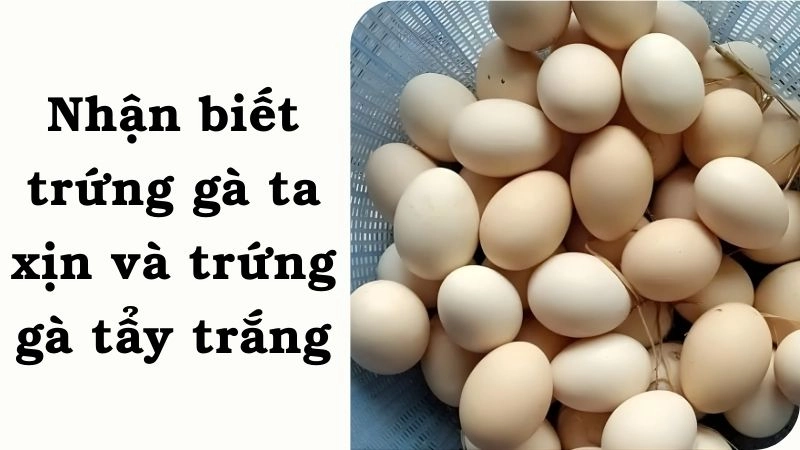 Nhận biết trứng gà ta xịn và trứng gà tẩy trắng